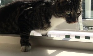 Found Out How My Neighbour's Cat Keeps Getting Into Our House