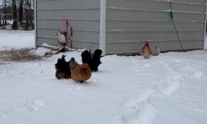 Chicken Protests Snows by Tackling Owner