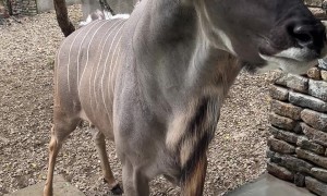 Kudu Bull Checks on the Neighbors