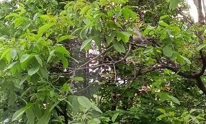 Cat Stares At Bird Outside Window