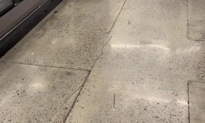 Rats On The Look Out