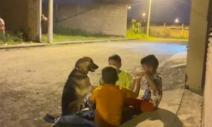 Boys Include Dog In Their Friendship