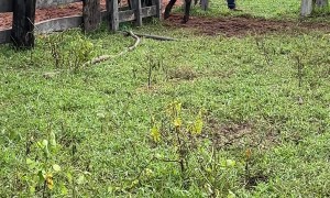 Clever Ox Opens Gate