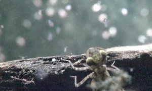 Dragonfly Nymph Lurks And Strikes