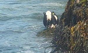 SeaCow Grazes on SeaWeed