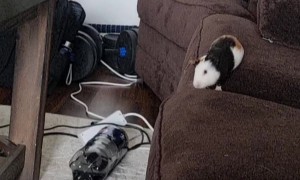 Family of Guinea Pigs Jump From Couch