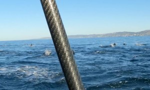Dolphins Leap Out Of Water Beside Paddleboarder