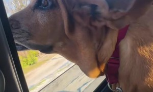 Basset's Wrinkles And Folds Flap In The Wind