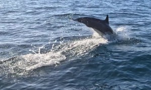 Dolphin Jumps Out of the Water Near Paddleboarder