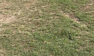 Dachshund Plays Like Pro Footballer