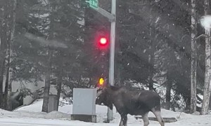 Unbothered Moose Holds Up Traffic