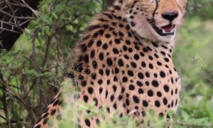 Sub-Adult Cheetah Chirps