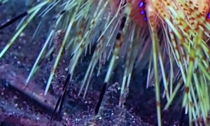 There's a Crab Running With Sea Urchin on It