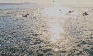 Paddleboarding With Dolphins