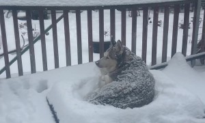 Siberian Husky Enjoys Laying Out In Snow