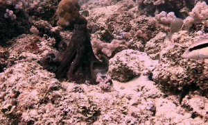 Octopus Grabs Diver's Hand