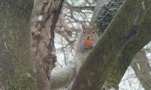 Canadian Squirrel Eating His Timbits
