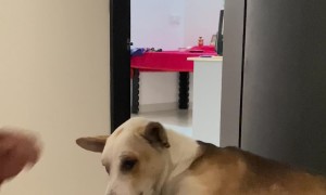 Dog Demands Head Massage