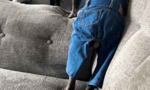 Frenchie in Overalls