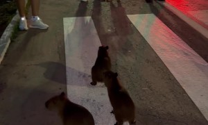 Baby Capybaras Cross The Street