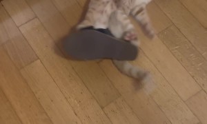 Curious Cat Gets Stuck In Sandal