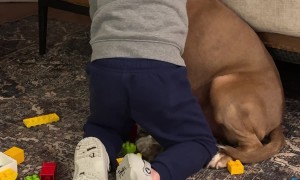 Sweet Grandson Comforts Scared New Rescue Dog