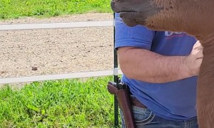 Foal Smiles When It Is Scratched