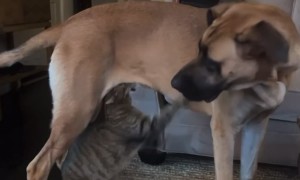 Cat Goes For The Goodies