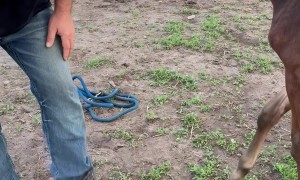 Foal Purposefully Steps On Owner
