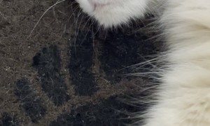 Cat Kneading On Kitten