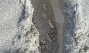 Snow Found Beneath Sand After Record-Setting Florida Snowfall