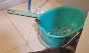 Cat Hunts For Mouse Hiding In Plain Sight