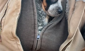 Blue Heeler Puppy Cuddles Inside Sweatshirt