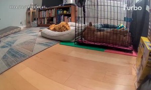 Puppy Spills Water Dish On Face While Sleeping