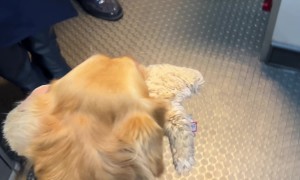 Bark Attendant Boards Plane With Toy In Tow
