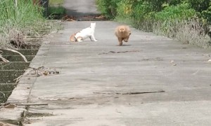 Orange Cat Zoomies