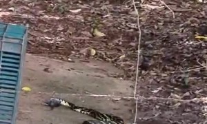 Snake Quickly Strikes Rodent In Rafters