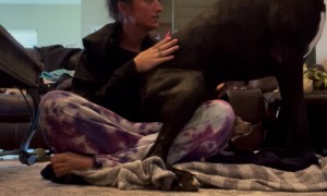 Great Dane Sits On Owner's Back
