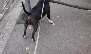 Bull Terrier Carries Massive Branch Down Street