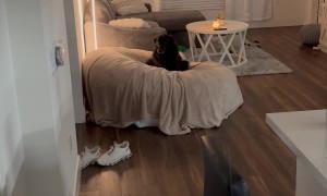 Dog Races To Claim Bean Bag Chair