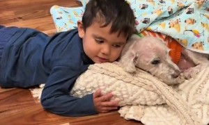 Three-Year-Old Gives Blanket And Hug To Old Dog