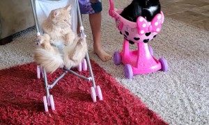Cat Gets Ride In Doll Stroller