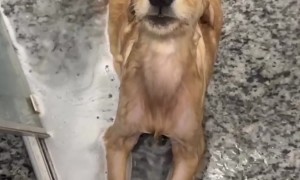 Golden Retriever Puppy Finds Bliss In Bath Time