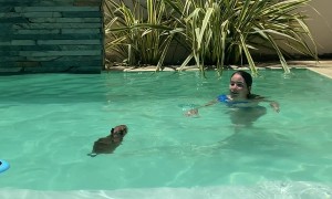Capybara Swims in Pool