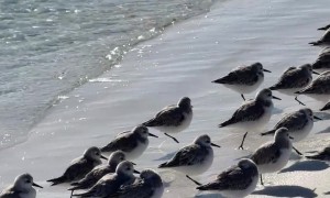 One-legged Birds in Florida