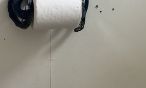 Snake Protects Toilet Paper