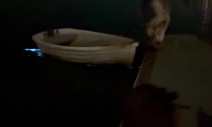 Boater Experiences Bioluminescence in Melbourne