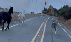 Saving Our Animals From The Palisades Fire