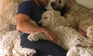 Dog Dad Naps With Fur Babies