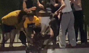 Group Work Together To Rescue Dog Drowning In Water Canal